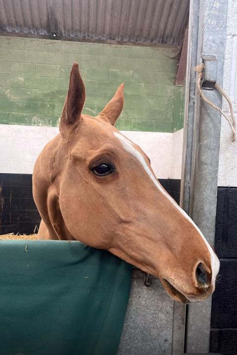 Farida Rosso-Baldacchino