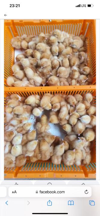 Ridhiwani nassoro Ridhiwani