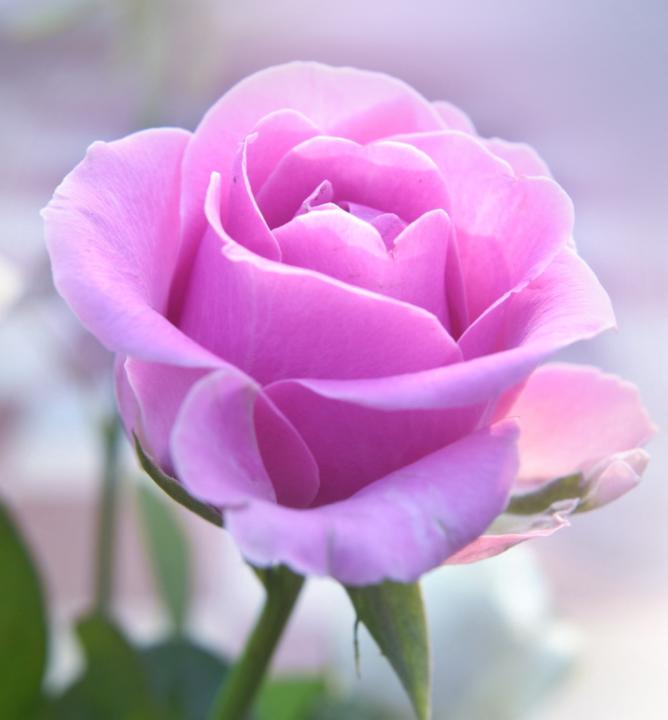 Amaris Rose