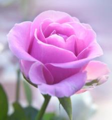 Amaris Rose
