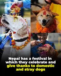 🐕 Ever heard of Kukur Tihar?