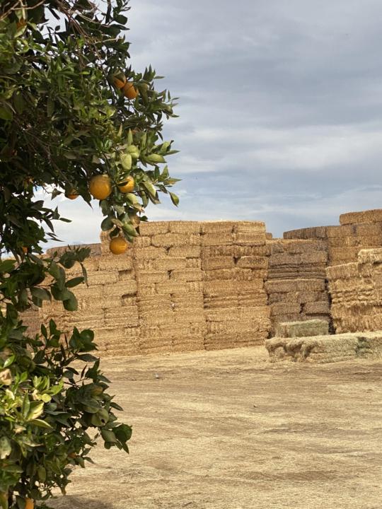 In my quest for straw 🌾