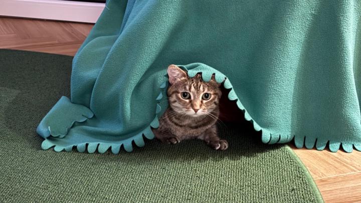 Jenene Austen Daulton