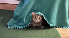 Jenene Austen Daulton