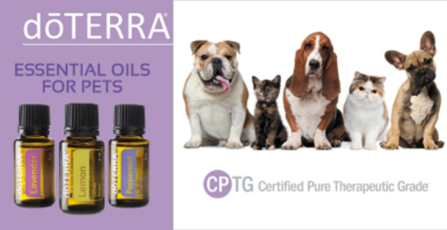 Essential Oil Guide for Animal Companions