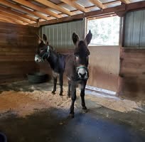 Diane Pfaendler Guilbert