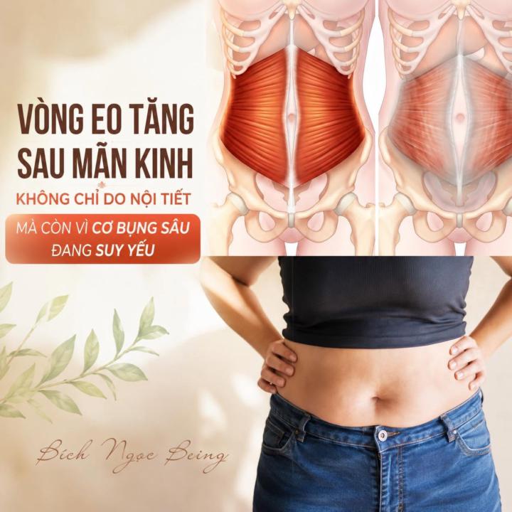 EO BỤNG TĂNG NHANH SAU MÃN KINH: KHÔNG CHỈ DO NỘI TIẾT, MÀ CÒN VÌ MỘT NHÓM CƠ ĐANG ÂM THẦM SUY YẾU