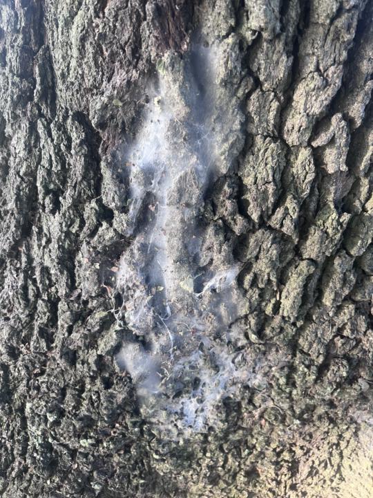 Nature Time....What do you think this is?