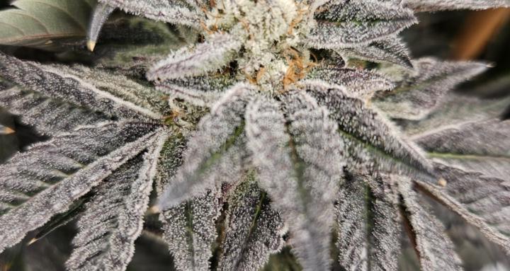 Perpetual Canna~Gardening