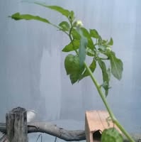 Quốc Lệ Quân Ninh