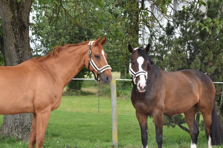 Daniela Baumgärtner