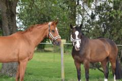 Daniela Baumgärtner