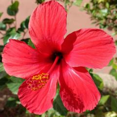 Chantal Blanchot-denis