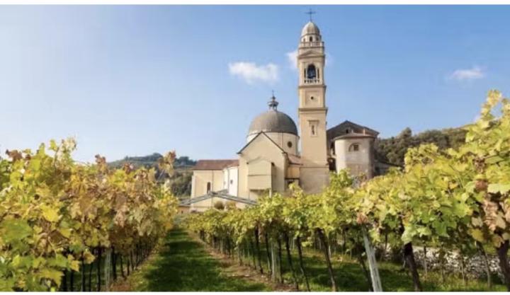 Harvest in Lena di Mezzo – Where the Sun Teaches the Grapes to Become Amarone