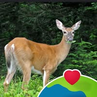 Orys Del Cid Carrera