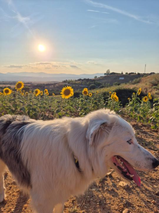 Ivan De José Rodríguez