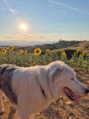 Ivan De José Rodríguez