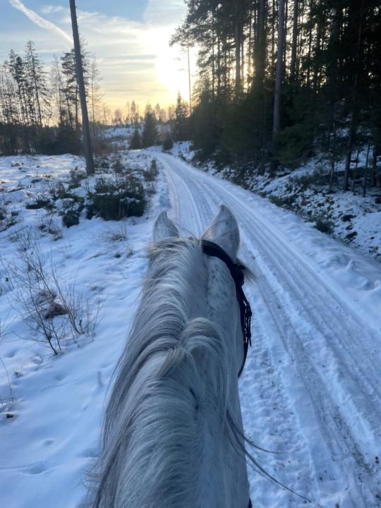 Anna Jacklin Larsson