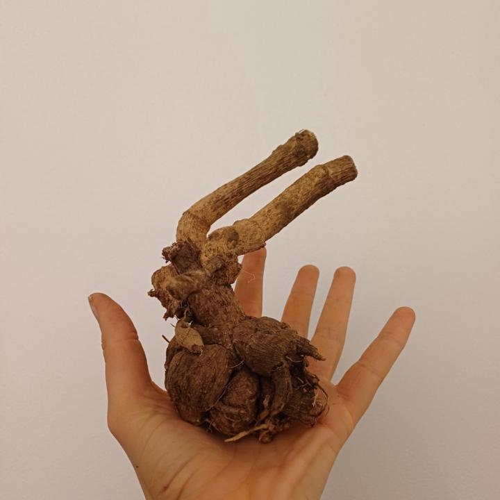 Katarína Kiššová