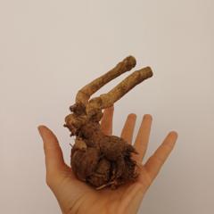 Katarína Kiššová