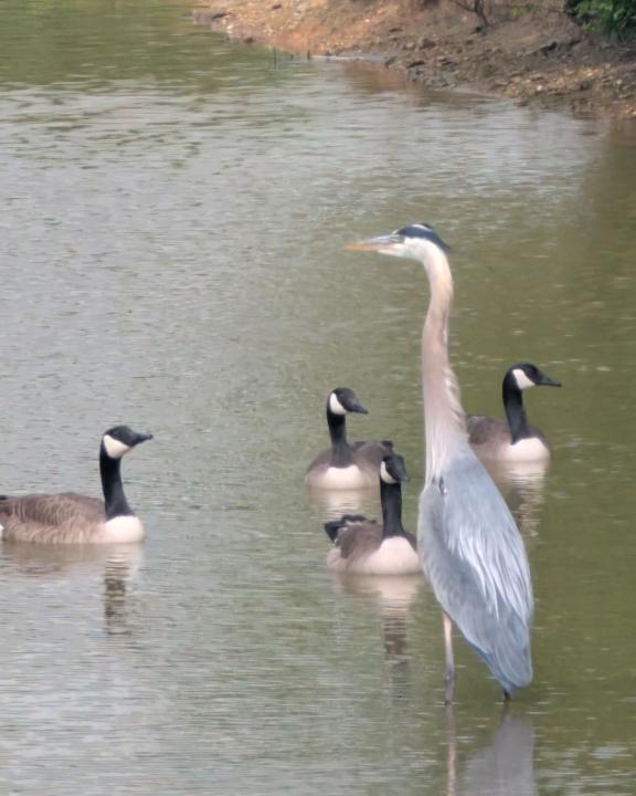 “Meanwhile in the pond…”