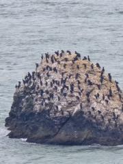 Douglas Calzzetta Filho