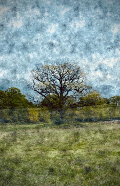 Sue Chalcraft