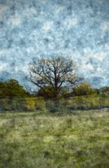 Sue Chalcraft