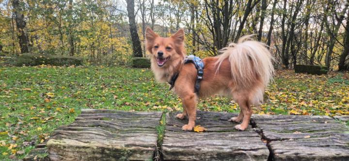 Amelia Tyrer-Lake Amelia Tyrer-Lake