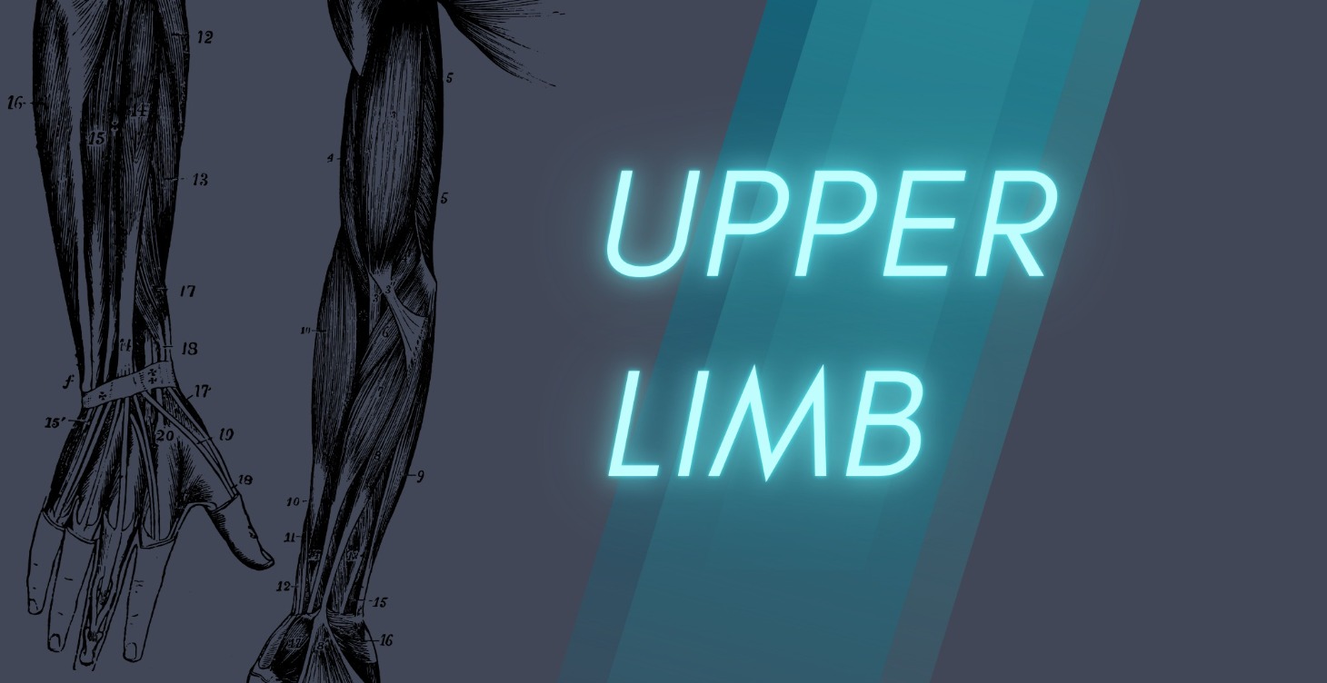 Upper Limb