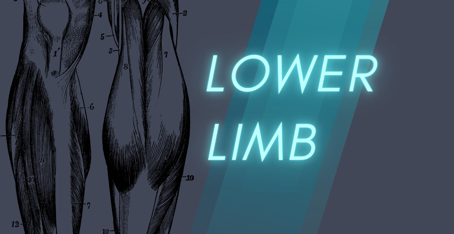 Lower Limb