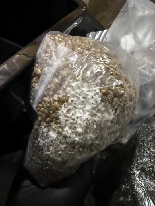 Mycology/Best time of day