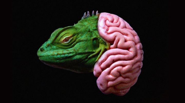 The Reptilian Brain?