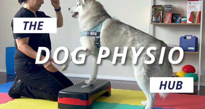 The Dog Physio Hub