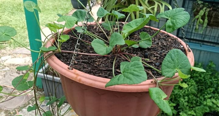 Healing Plants Australia