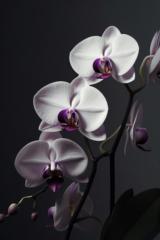 Kayann Stephens-Blake