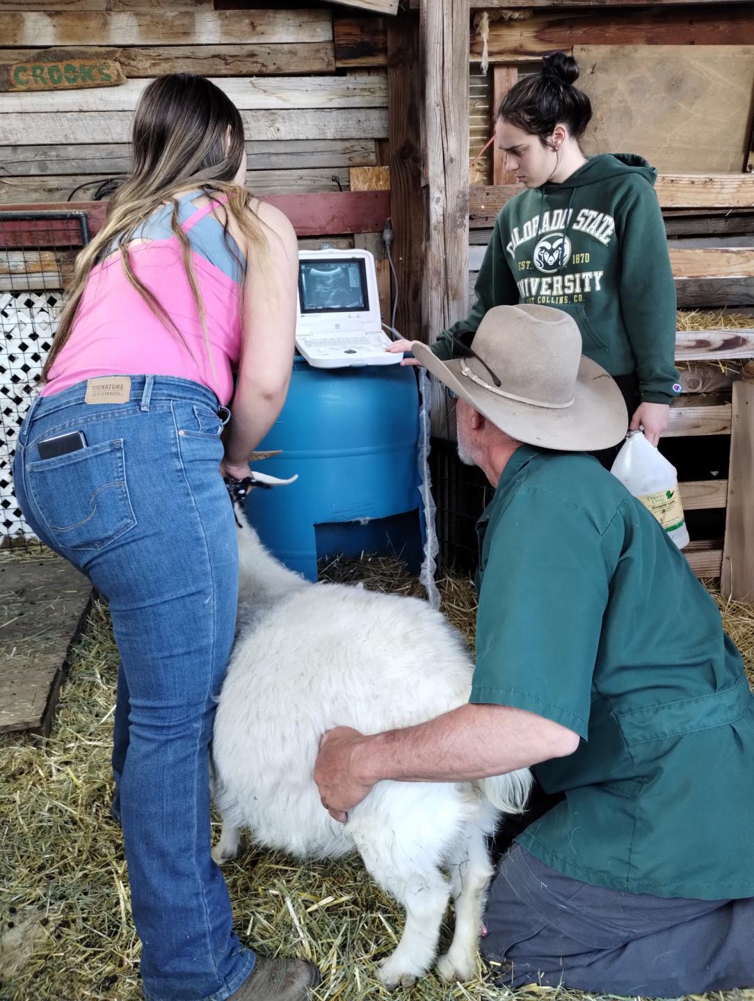 LiL' Bit Farm