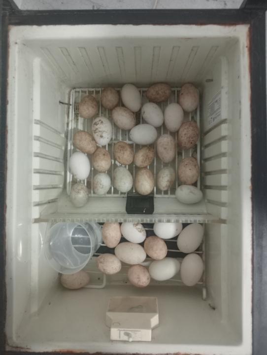 Huevos Brontopedicos
