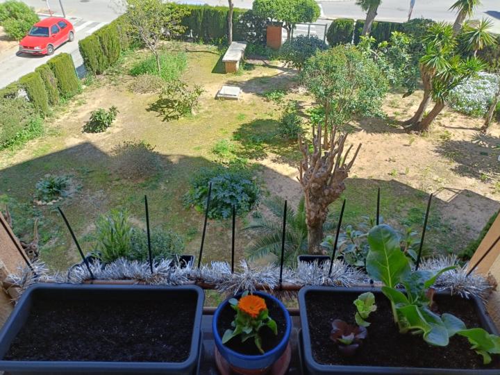 Un huerto en la ventana 🌱✨