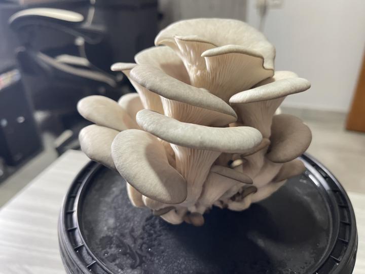 Nuevo curso: Cultiva Setas en Casa 🍄