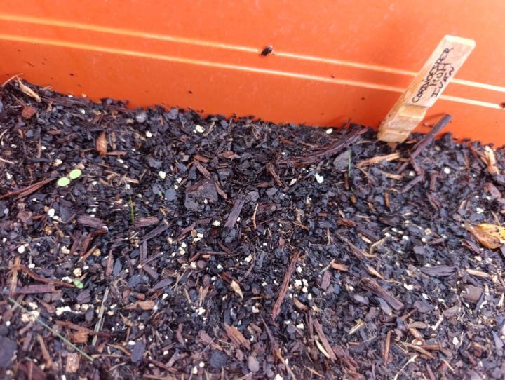 Cardioesperum germinada
