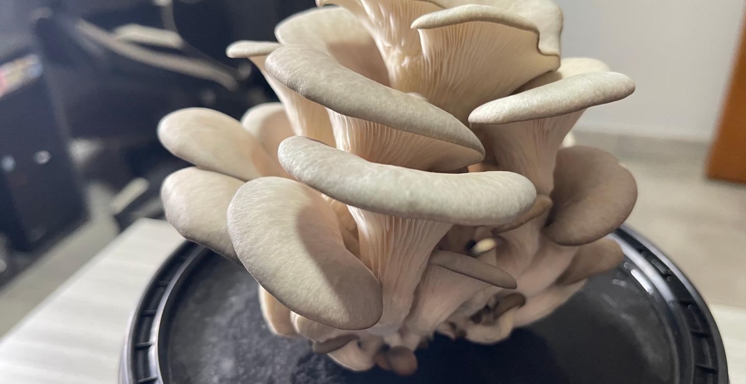 Cultiva Setas en Casa 🍄