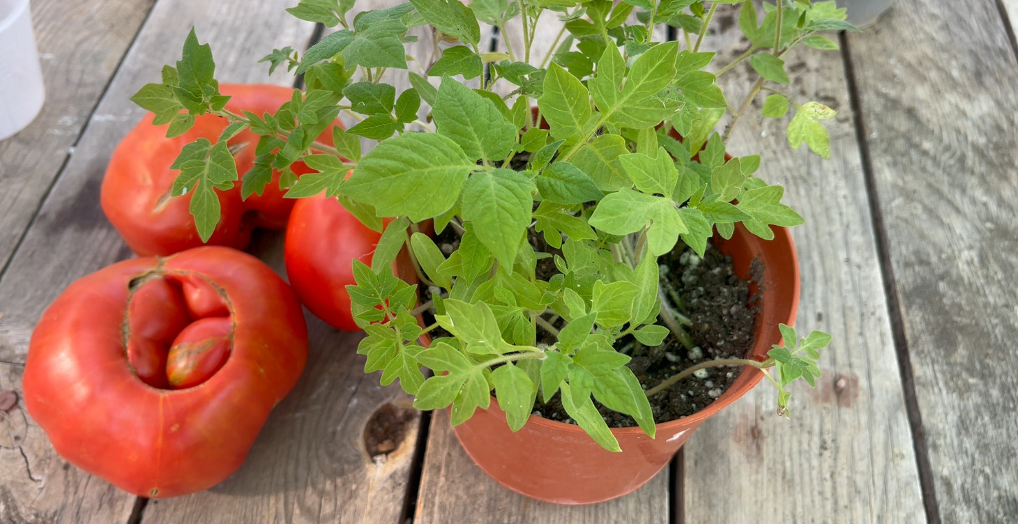 El cultivo del Tomate 🍅