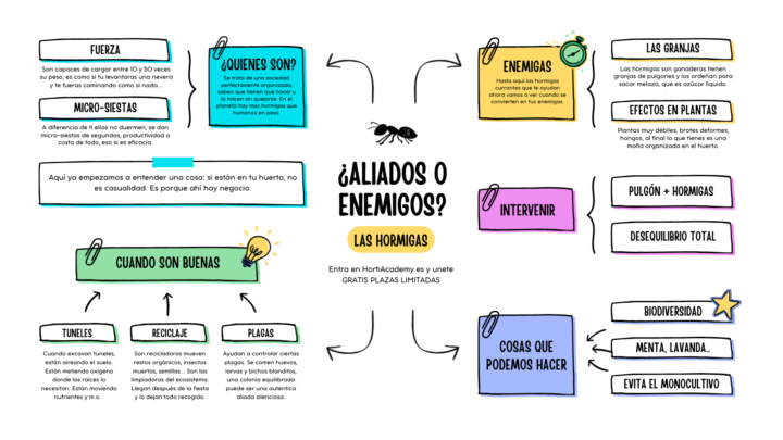 Curso Pizarra en directo dinámica 📚