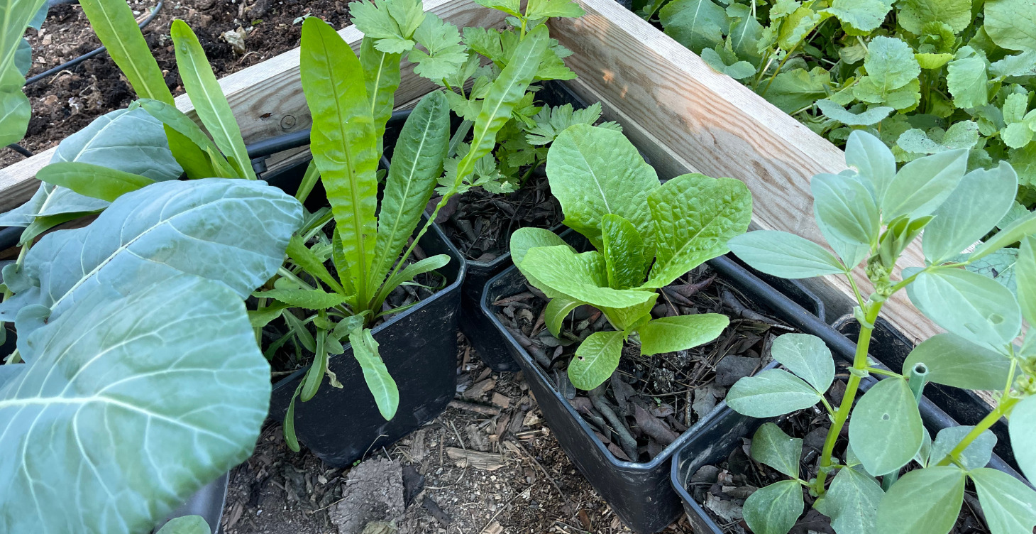 Crea tu Huerto Urbano 🥕