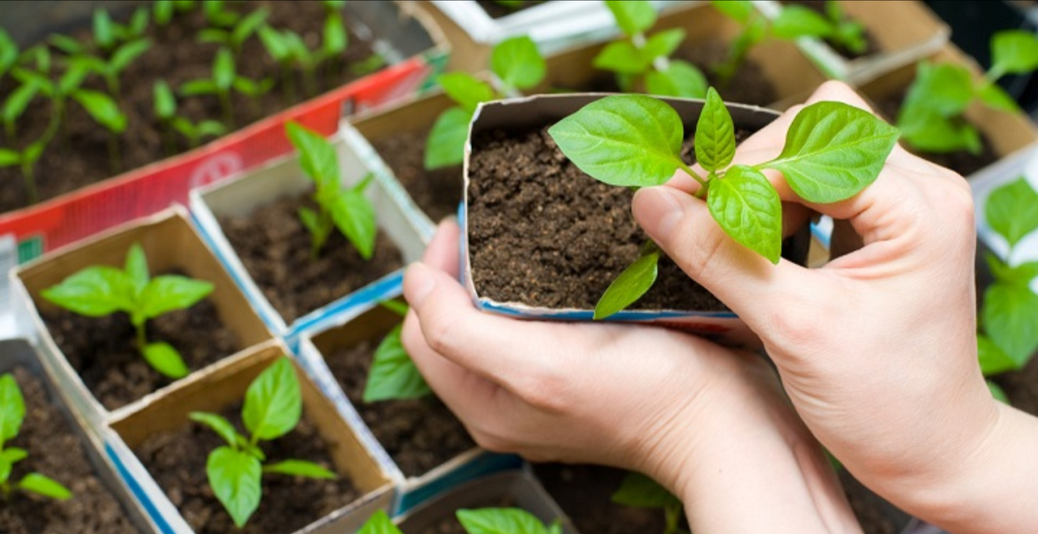Guías de Cultivo y Tareas 🐝