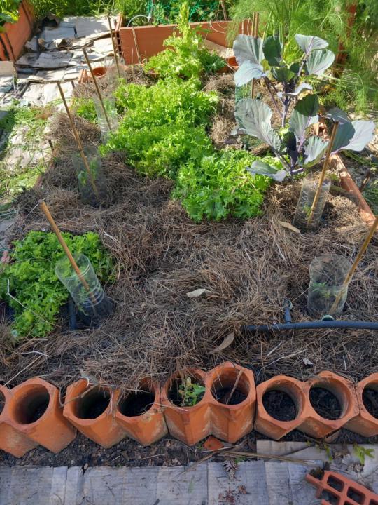 Primer trasplante de tomateras de la temporada