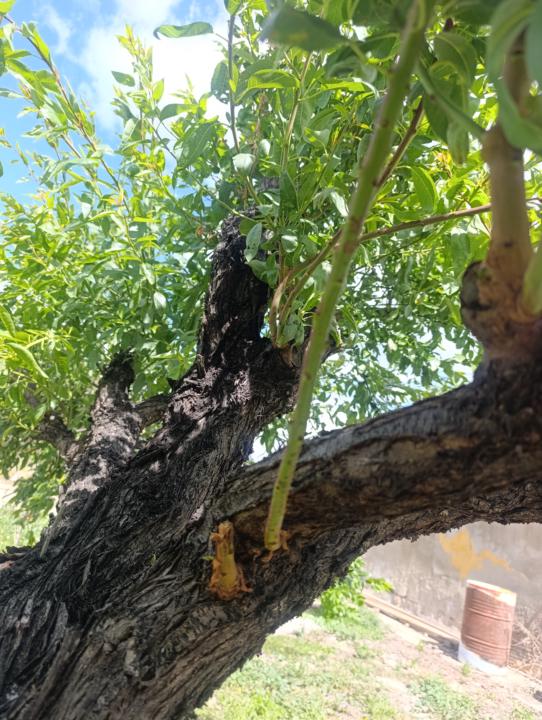Almendro