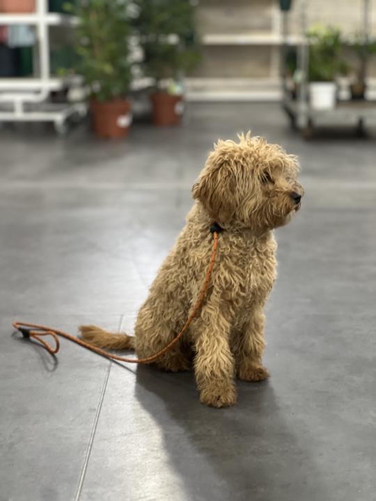 “Why Most Dogs Can’t Settle in Public”