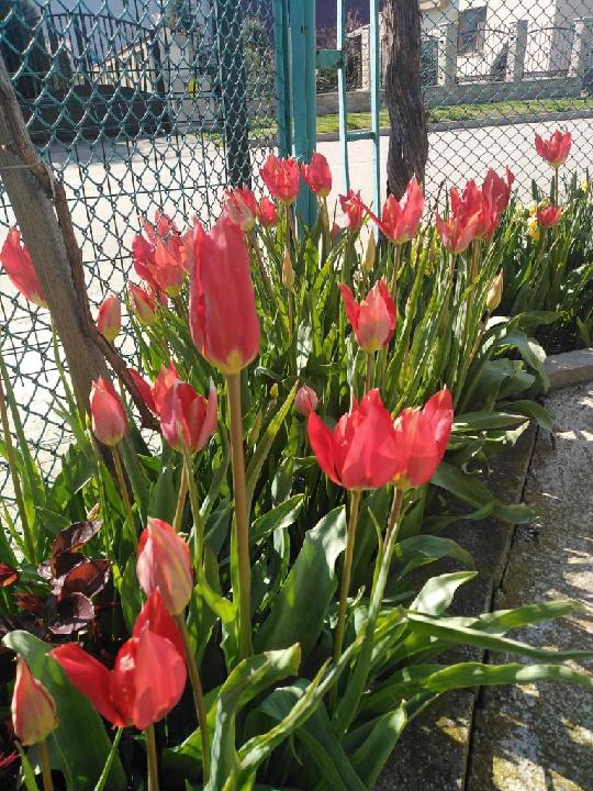 Веселина Николова